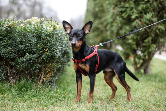 Miniature Pinscher dog is on the green grass on the background of shrubs and trees.