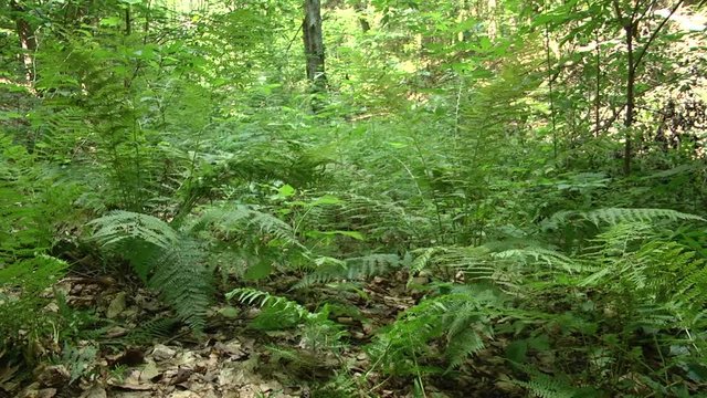 Old growth forest background with sunlight penetrating the lower foliage tree trunk with bark fallen tree on forest floor covered by green sword ferns in a temperate climate.