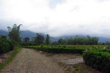 cocoa bean plantations in the foothills of the Andes