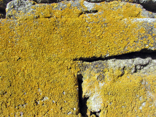 lichen moss black mold colony stone brick concrete construction macro closeup