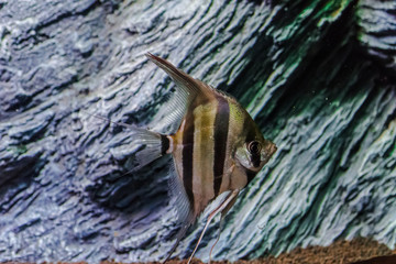 Pterophyllum scalare. angelfish swimming with rocks background
