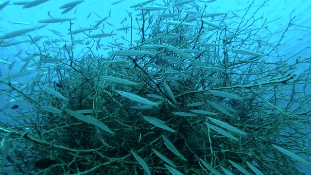 School Of Juvenile Barracudas Hides In Mangroves. Yellow-tail Barracuda (Sphyraena Flavicauda) Underwater Shot, Closeup. Red Sea, Marsa Alam, Egypt, Africa