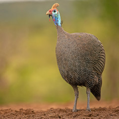 Helmeted guineafowl isolated against green background