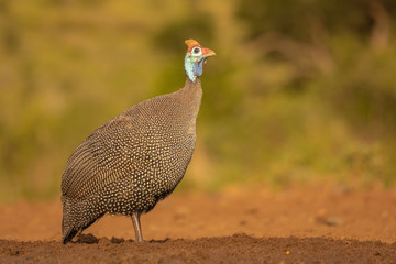 Helmeted guineafowl isolated against green background