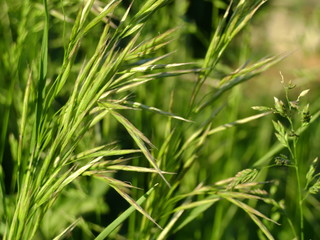 Fototapeta na wymiar closeup of green grass