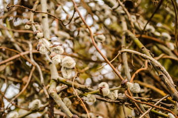 Salix caprea