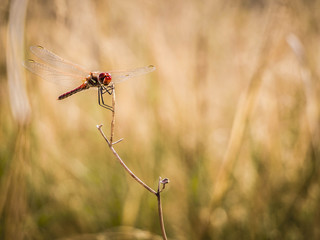 Libélula / Dragonfly