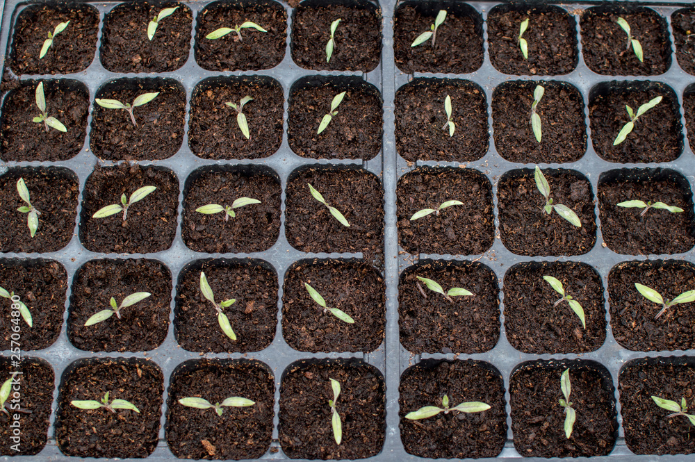 Wall mural Seedlings germinate in fertile soil with fertilizer.  Tomato seedlings grow in the light.The appearance of the first tomato sprouts after planting A few days later