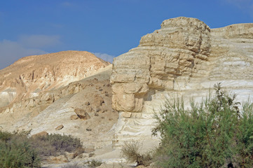 Green shrubs in Negev, desert and semidesert region of southern Israel, near Sde Boker