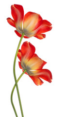 tulip flowers isolated