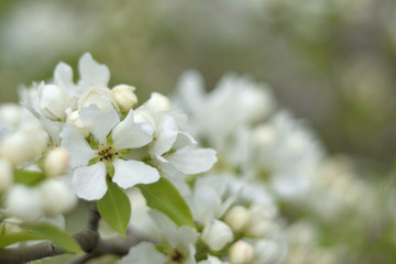 Paradise apple blossom - closeup