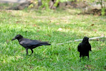 A couple of black crows standing on the green grass field at the park with warm light