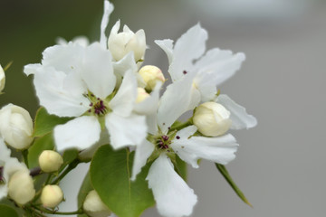 Paradise apple blossom - closeup