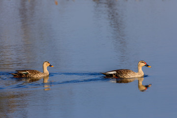 Indian Spot Billed Duck