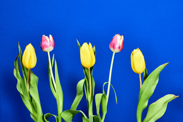a bouquet of pink and yellow  tulips flowers on the background of blue.