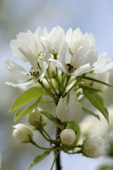 Paradise apple blossom - closeup