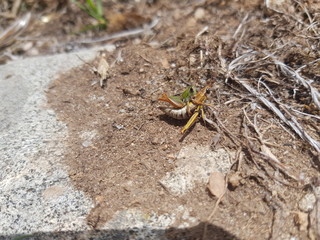 El saltamontes de los andes. Ayacucho, Peru.