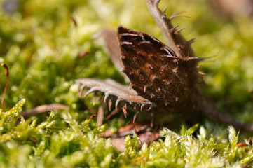 pine cone on a branch