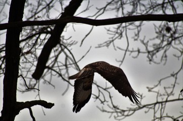 Falke fliegt durch Bäume