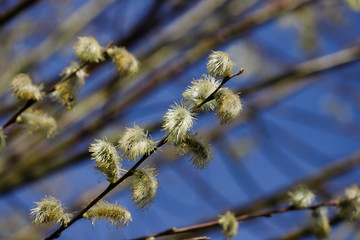 View of pussy willow tree branch in the springtime