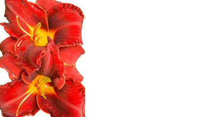 rote Blumen auf dem weißen Hintergrund © gleichpaul71