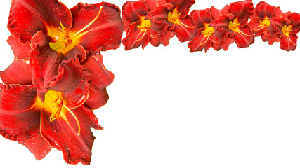 rote Blumen auf dem weißen Hintergrund © gleichpaul71