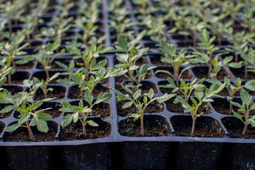 Seedlings germinate in fertile soil with fertilizer. Sprouted Tomato. Potted Tomato Seedlings Green...
