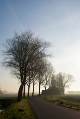 Row of trees near Hank