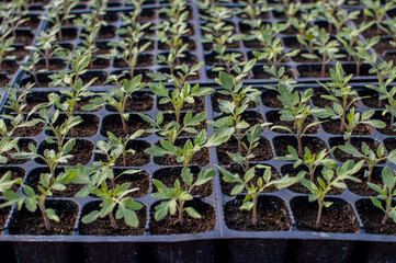Seedlings germinate in fertile soil with fertilizer. Sprouted Tomato. Potted Tomato Seedlings Green...