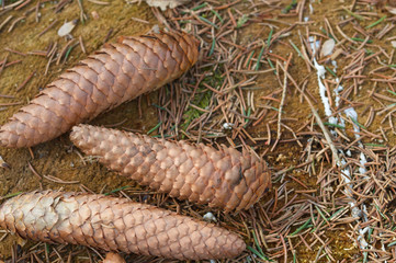 pine cone on a branch