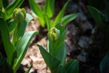 Budding Tulip