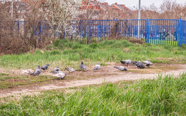A little flock of pigeons