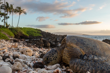 Sea Turtle on Beach