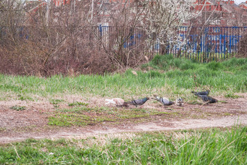 A little flock of pigeons