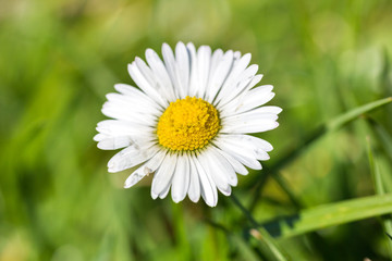 Obraz premium daisy flower blooming