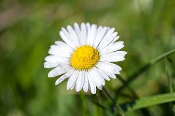 Obraz premium daisy flower blooming