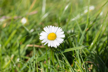 daisy flower blooming