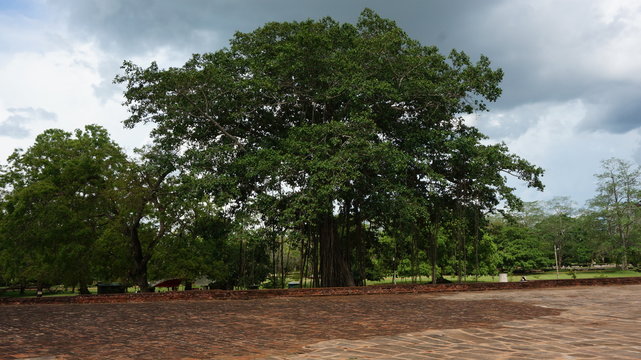 Light vines climb the thick trunk of a tree in a public park in Anuradhapura in Sri Lanka