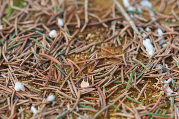 pine cone on a branch