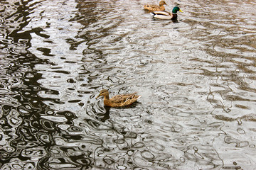 Wild ducks in a spring pond.