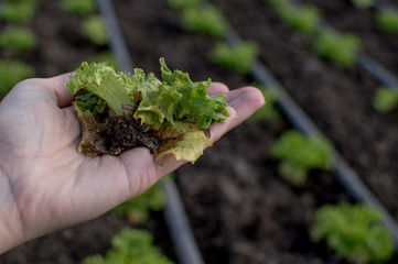 Lettuce lettuce green rot leaves abandoned polluted fields wide field of green lettuce