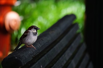 Bird on bench 
