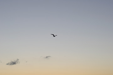 Seagull in morning sky