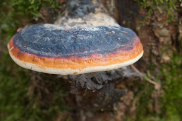 mushroom in forest