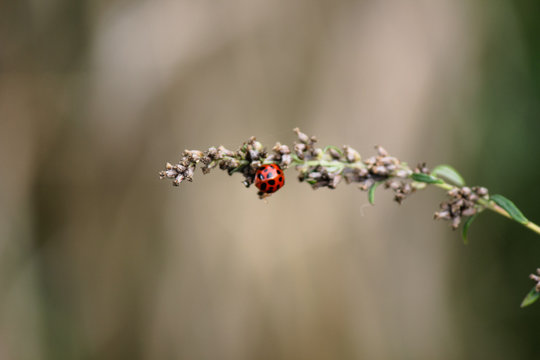 ladybug crawling on a dry flower in a field - Powered by Adobe