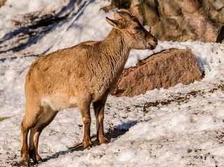 East Caucasian tur or Daghestan tur (Capra caucasica cylindricornis) female with rocks and snow background with sunlight