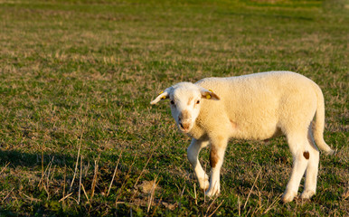 Obraz premium lamb on the meadow