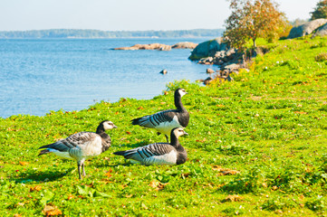 Three barThree barnacle geese(Branta leucopsis) on green grass near sea shorenacle geese(Branta leucopsis) on green grass near sea shore