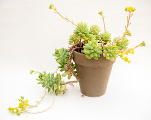 Blühende kaktus Pflanze