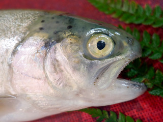 a single piece of fish,with his mouth open